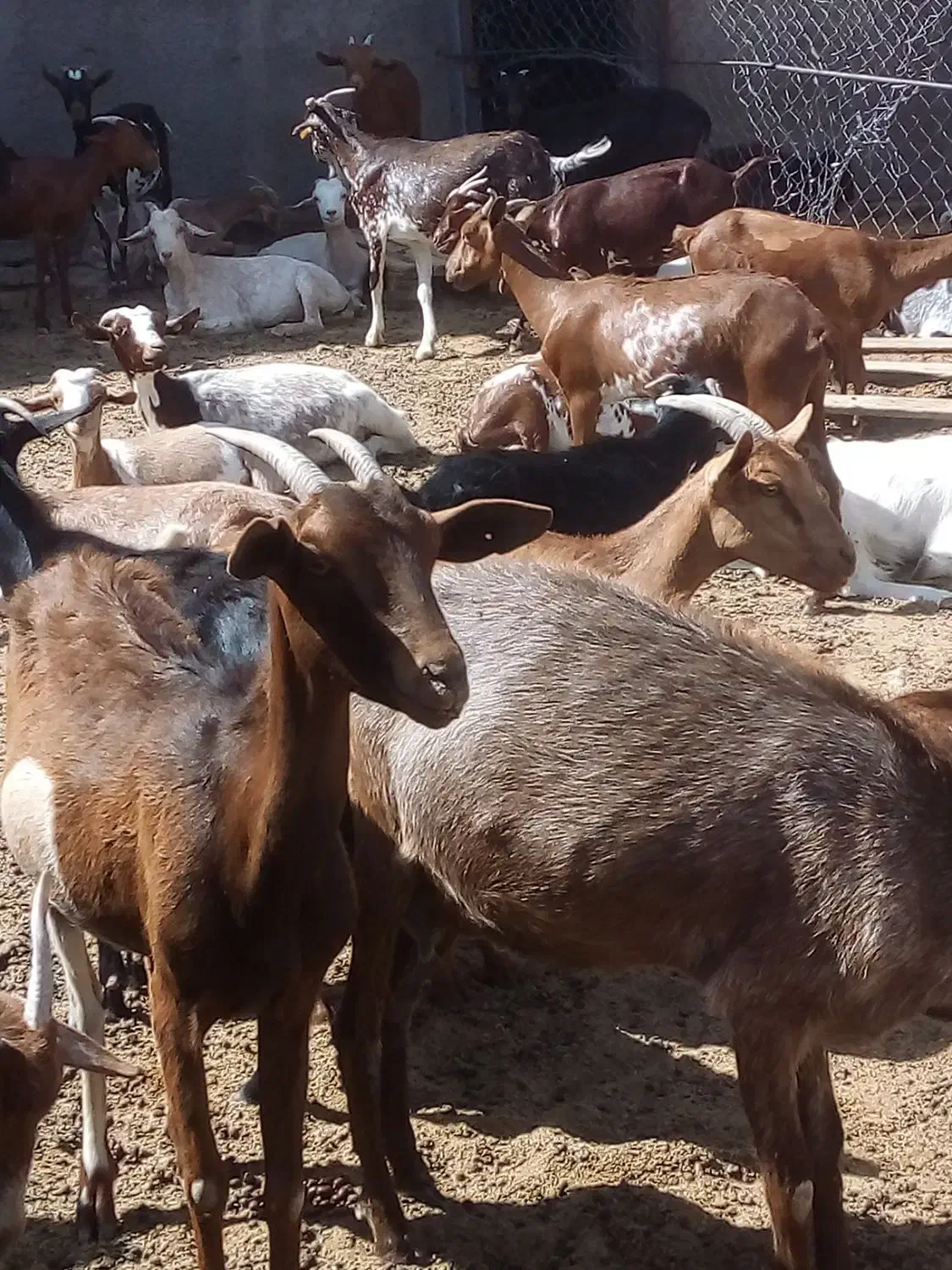 بز...|حیوانات مزرعه|تفت, |دیوار