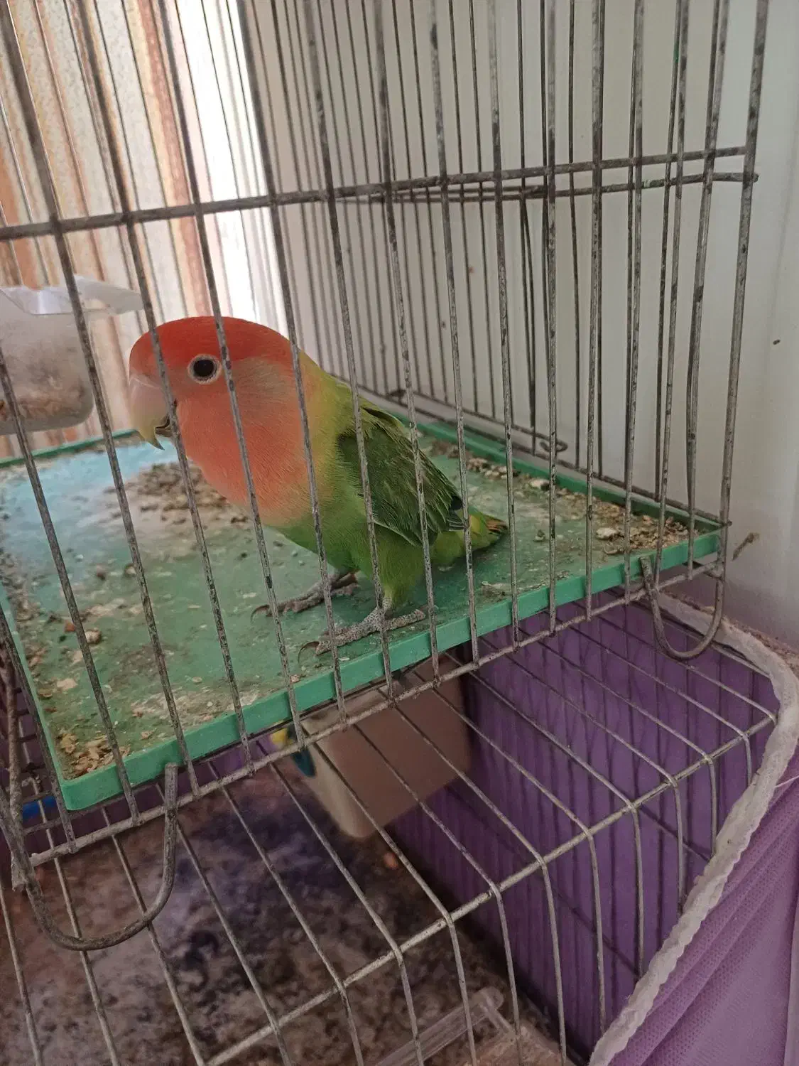 پرنده|پرنده|شاهین‌شهر, نظامی|دیوار