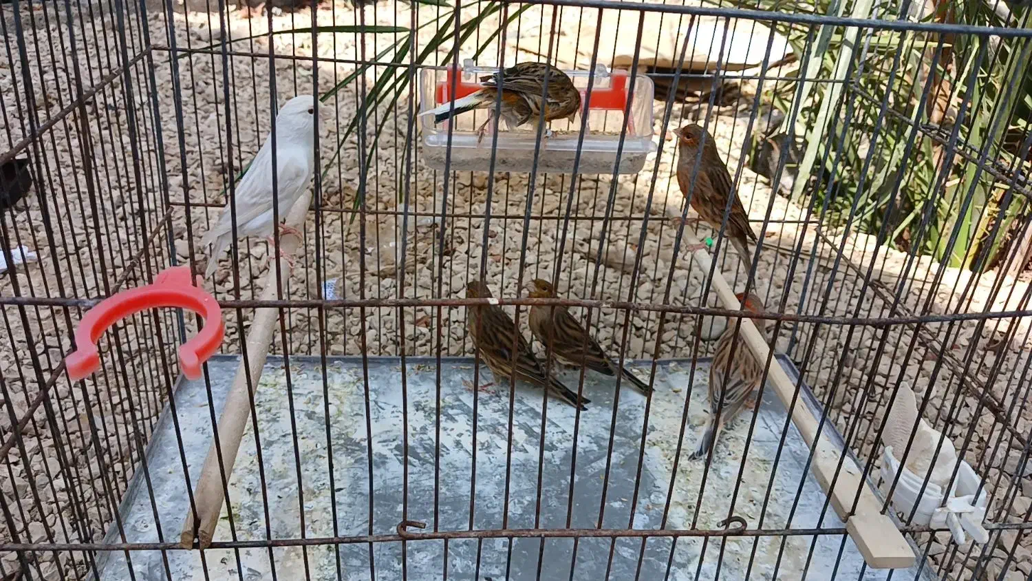 قناری نر ماده|پرنده|آبپخش, |دیوار