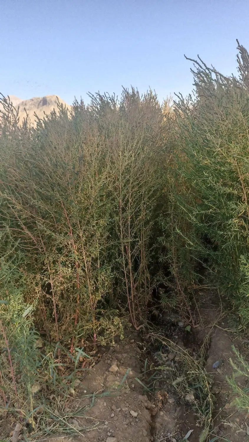 جارو|جاروبرقی، جارو شارژی، بخارشو|نورآباد, |دیوار