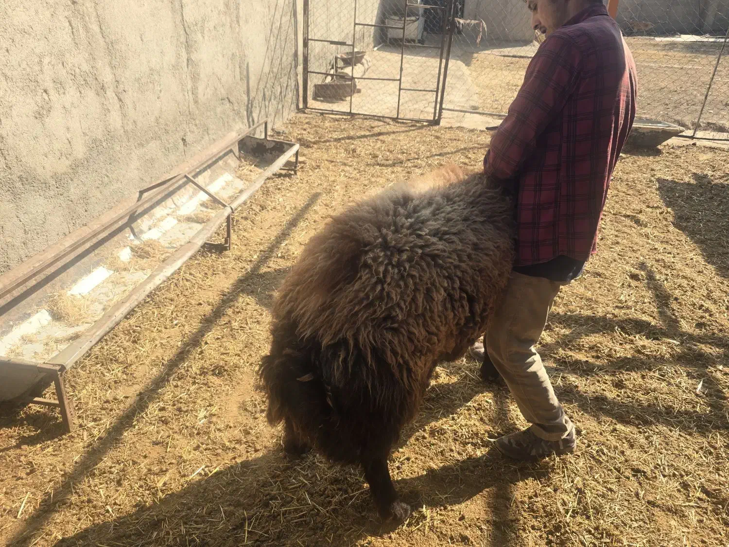 قوچ هترو|حیوانات مزرعه|ماهدشت, |دیوار