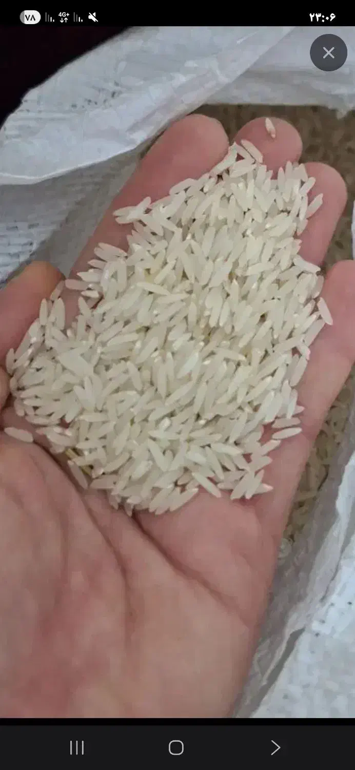 برنج هاشمی مغان|خوردنی و آشامیدنی|پارسآباد, |دیوار