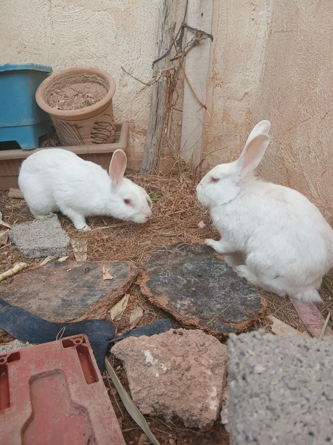 خرگوش|موش و خرگوش|مسجد سلیمان, |دیوار