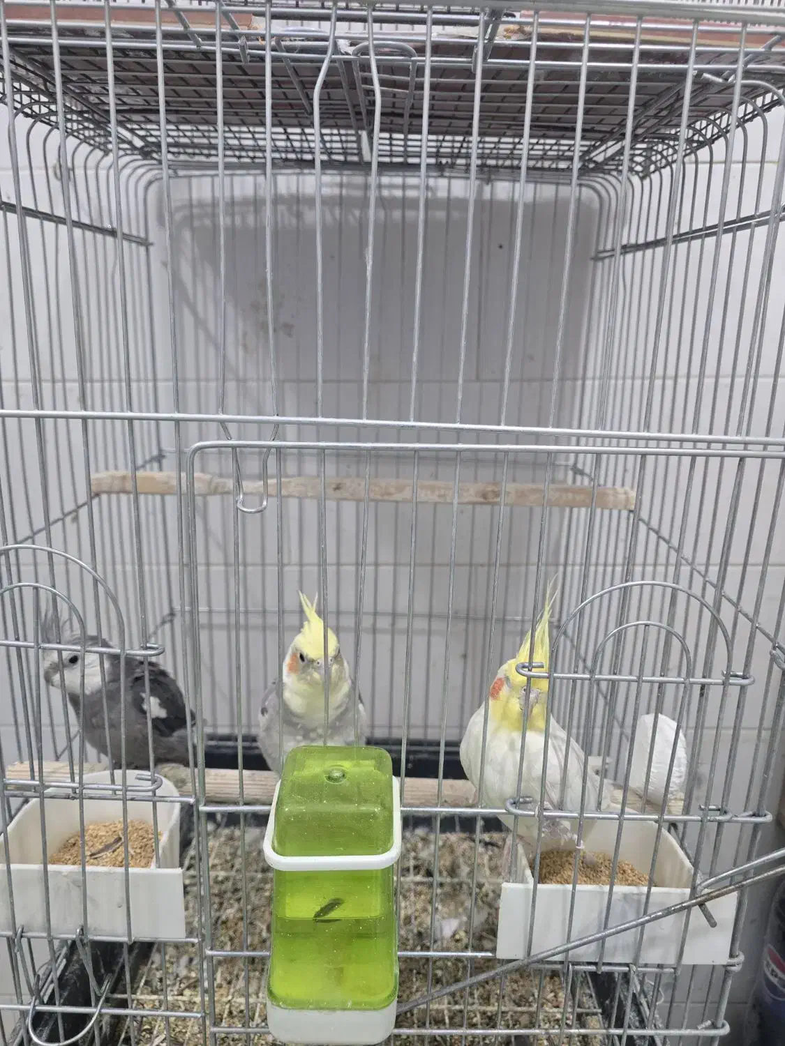 ۳تاعروس باقفس ۲تومن|پرنده|آبیک, |دیوار