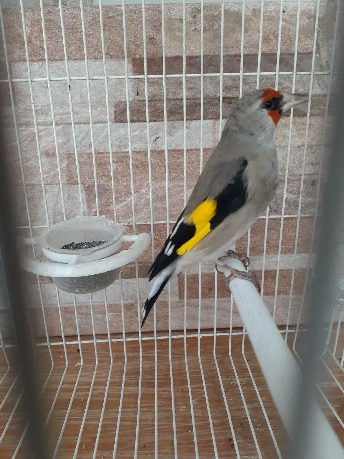 سهره کرمانی جرقه|پرنده|مشهد, شهید معقول|دیوار