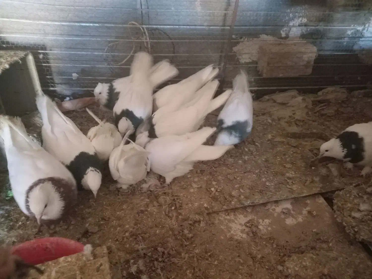 کفتر طوقی|پرنده|سده (خراسان جنوبی), |دیوار