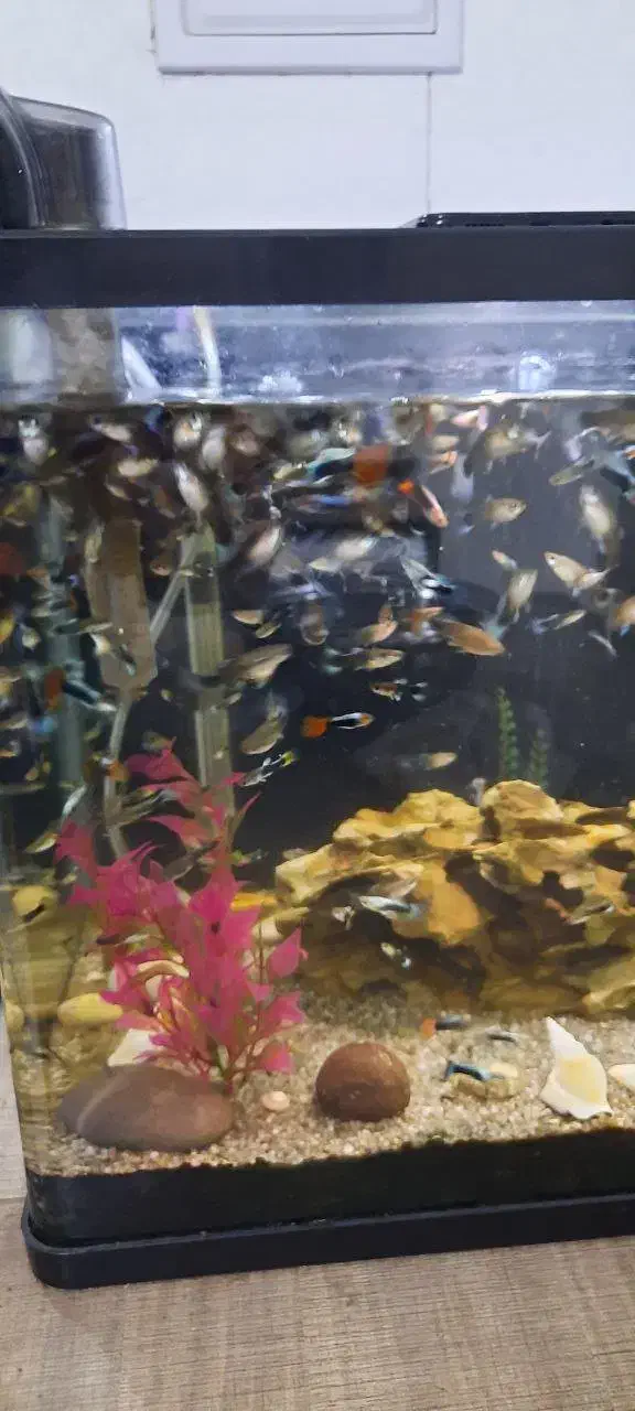 ماهی گوپی|ماهی|تهران, جی|دیوار