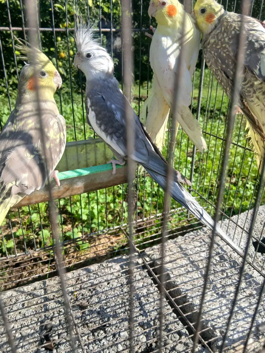 عروس هلندی(رشت،روسر کلاچای)|پرنده|رحیم‌آباد, |دیوار