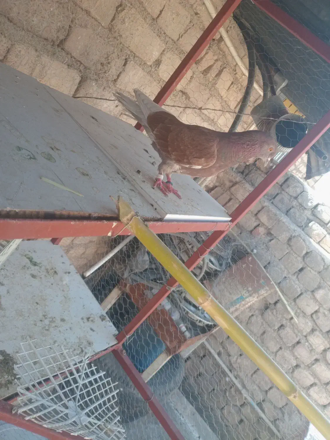 ماده سرخ وگرگی|پرنده|ساوه, |دیوار