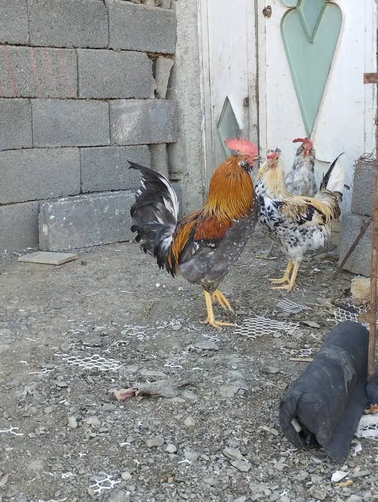 خروس|حیوانات مزرعه|سنندج, |دیوار