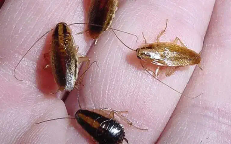 سمپاشی و موریانه زدایی|خدمات نظافت|شادگان, |دیوار