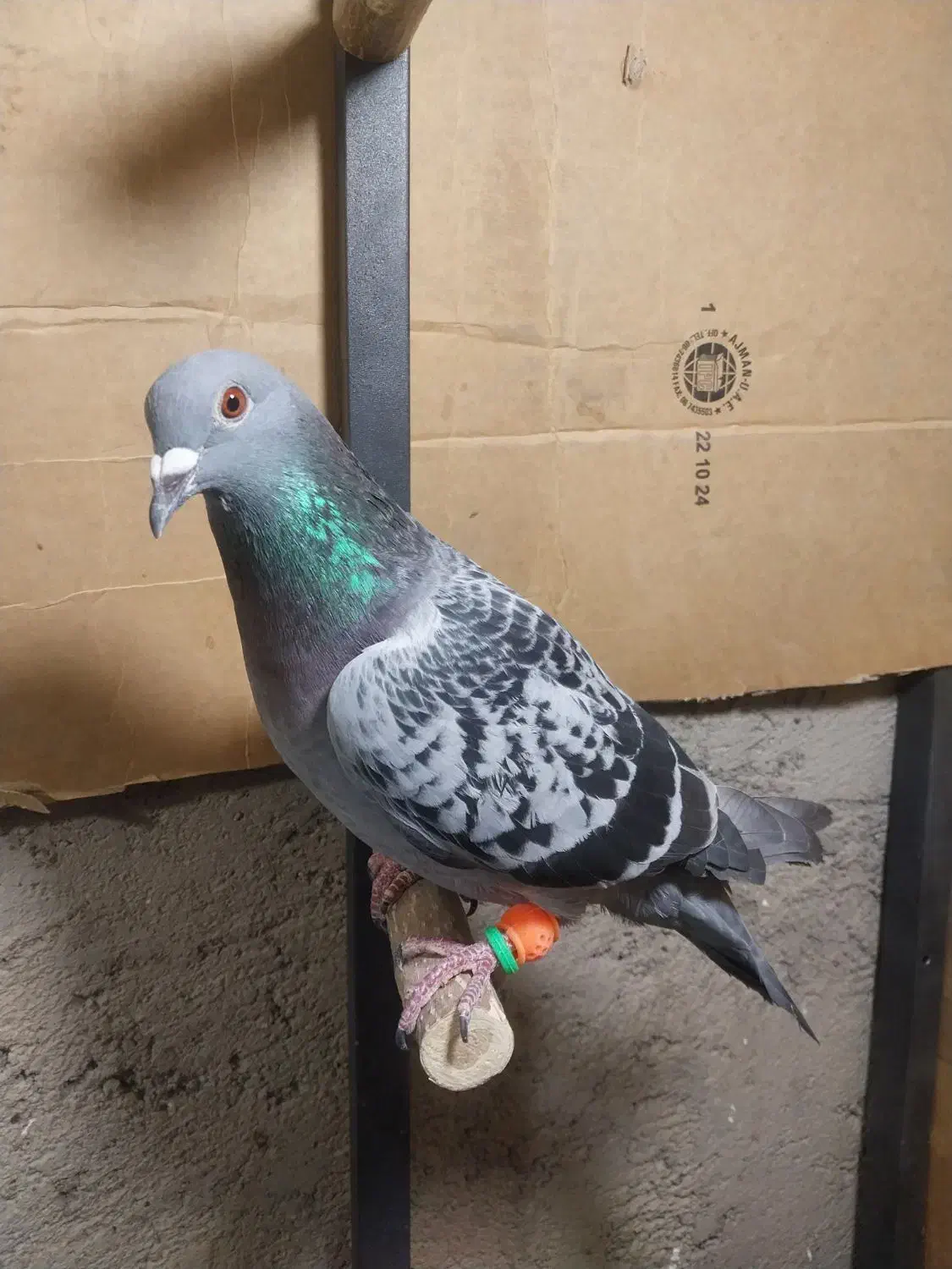 ماده پلاکی جان اردن|پرنده|قزوین, |دیوار