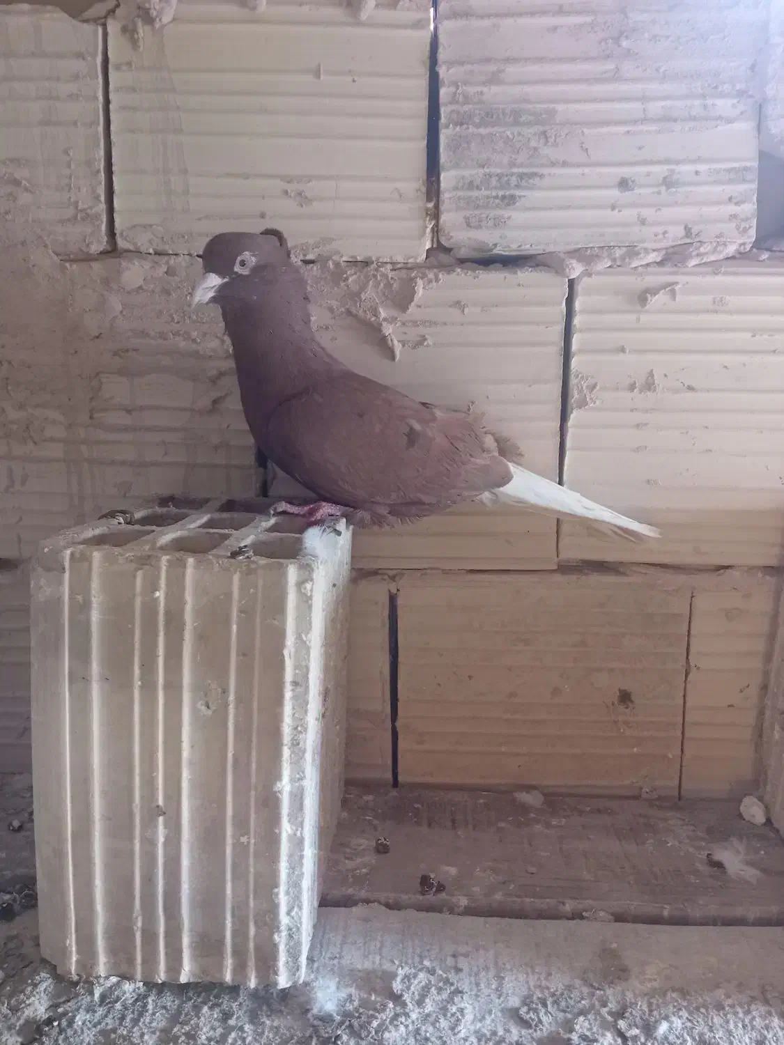 فروشی|پرنده|جوین, |دیوار