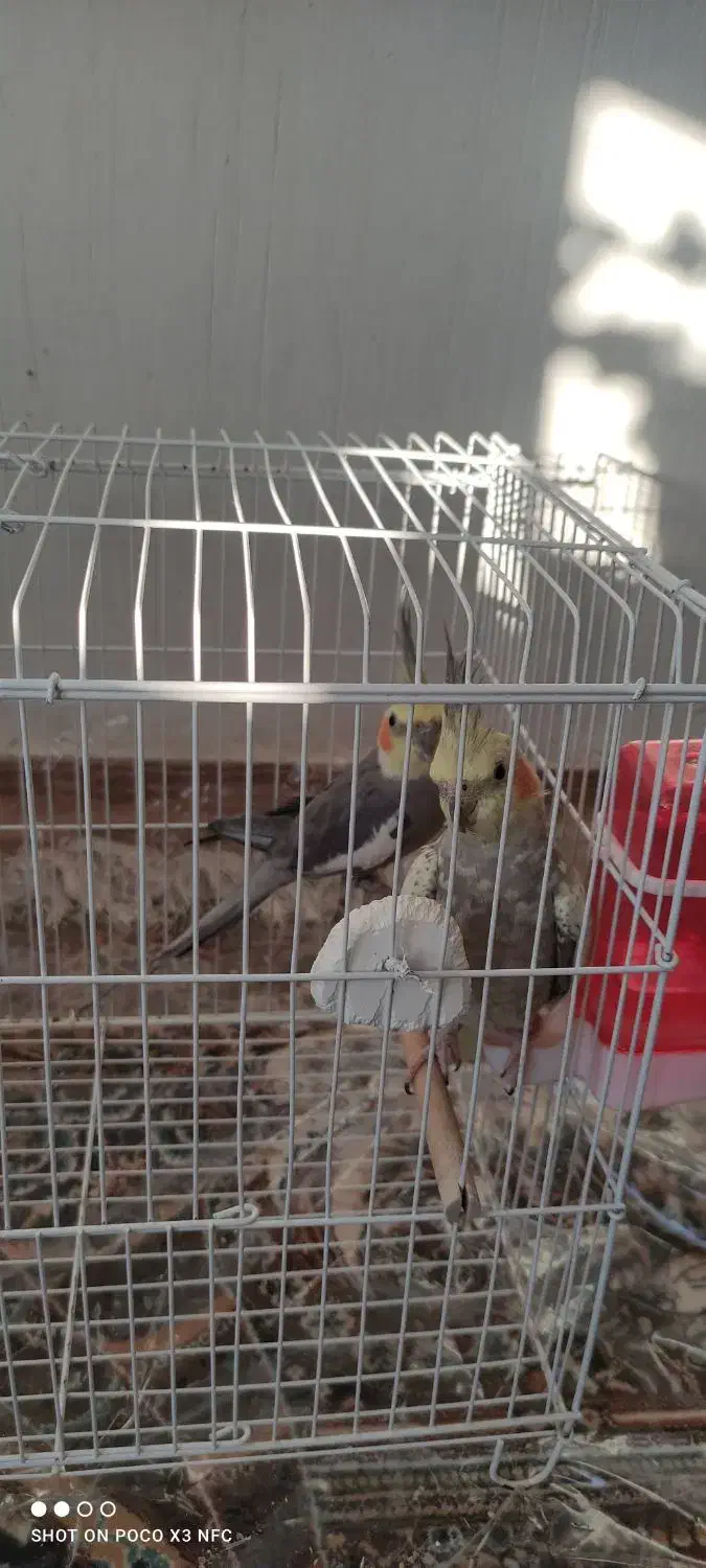 عروس هلندی|پرنده|سپیدار, |دیوار