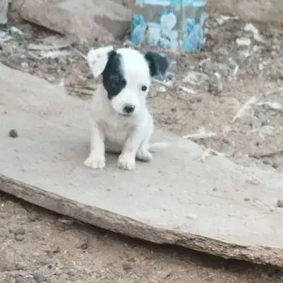 توله پاکوتاه گرند|سگ|زابل, |دیوار