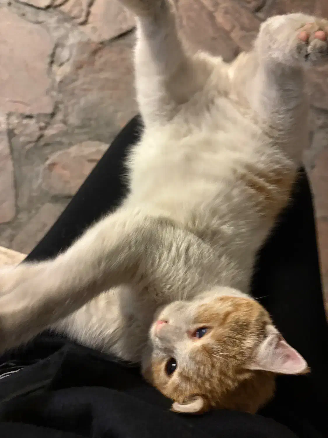 واگزاری گربه رایگان|گربه|تهران, بلوار کشاورز|دیوار