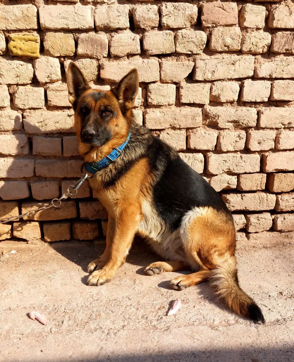 سگ ژرمن ماده|سگ|دشتابی, |دیوار