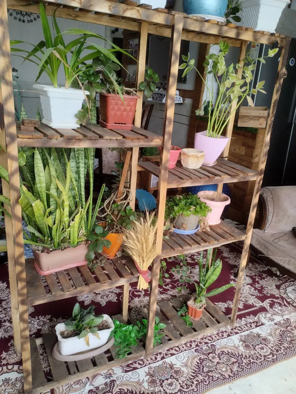 استندگل بزرگ و زیبا ، چوب ترمو ضدموریانه و سوسک.|گل و گیاه طبیعی|نجفآباد, صالح آباد|دیوار