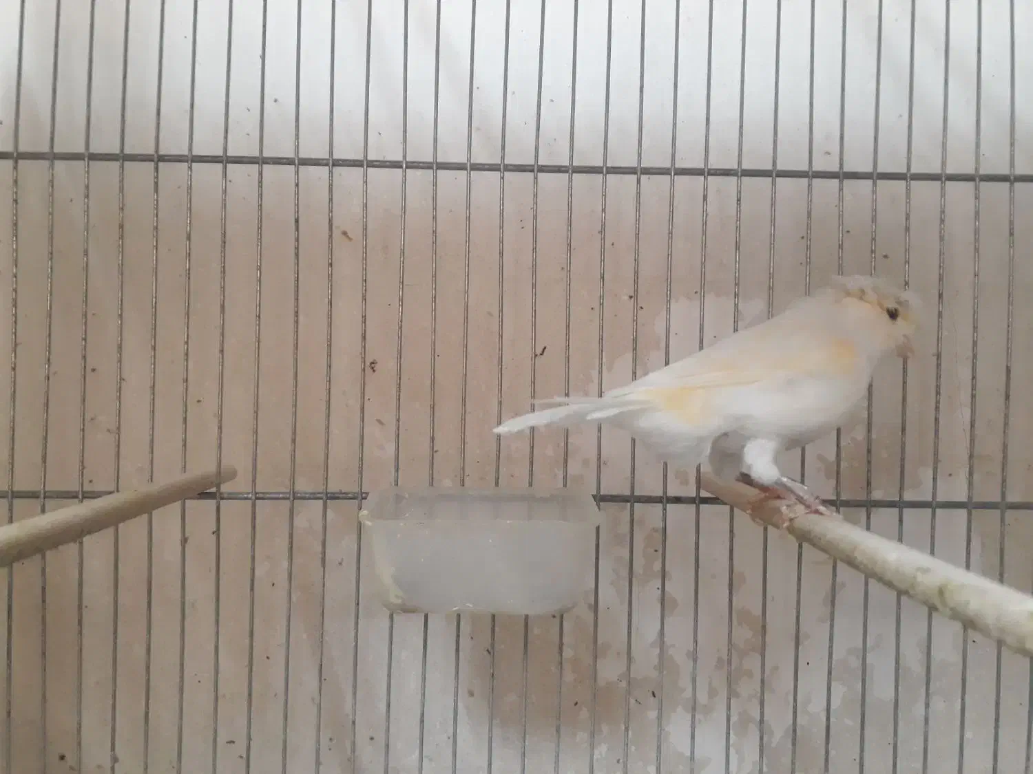 قناری|پرنده|قم, باسکول|دیوار