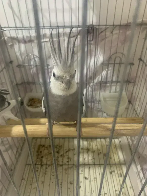 عروس هلندی|پرنده|بندر کنگان, |دیوار