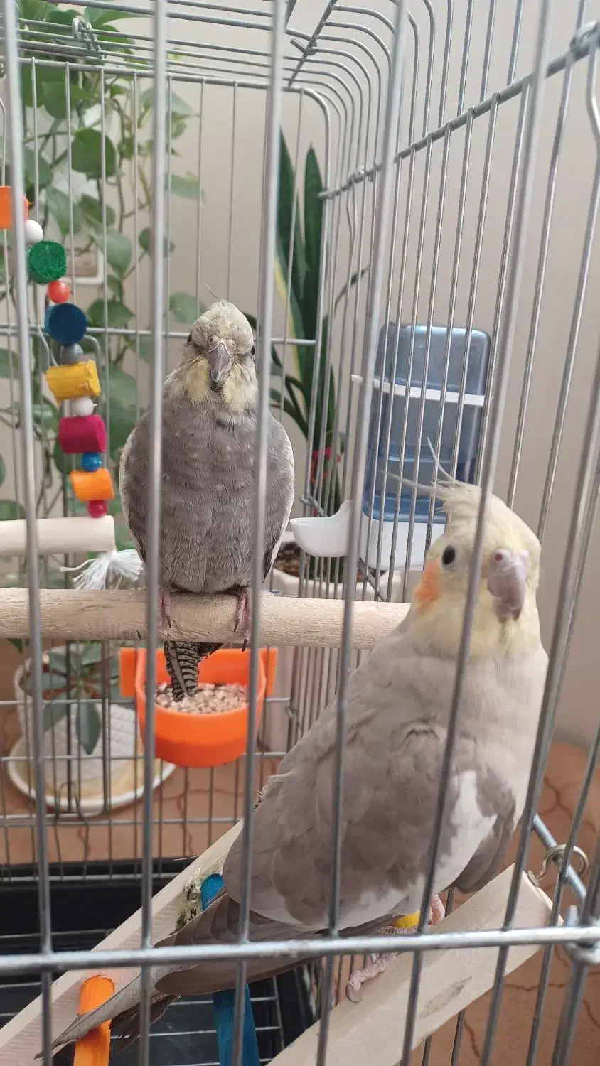 عروس هلندی|پرنده|نسیم‌شهر, |دیوار