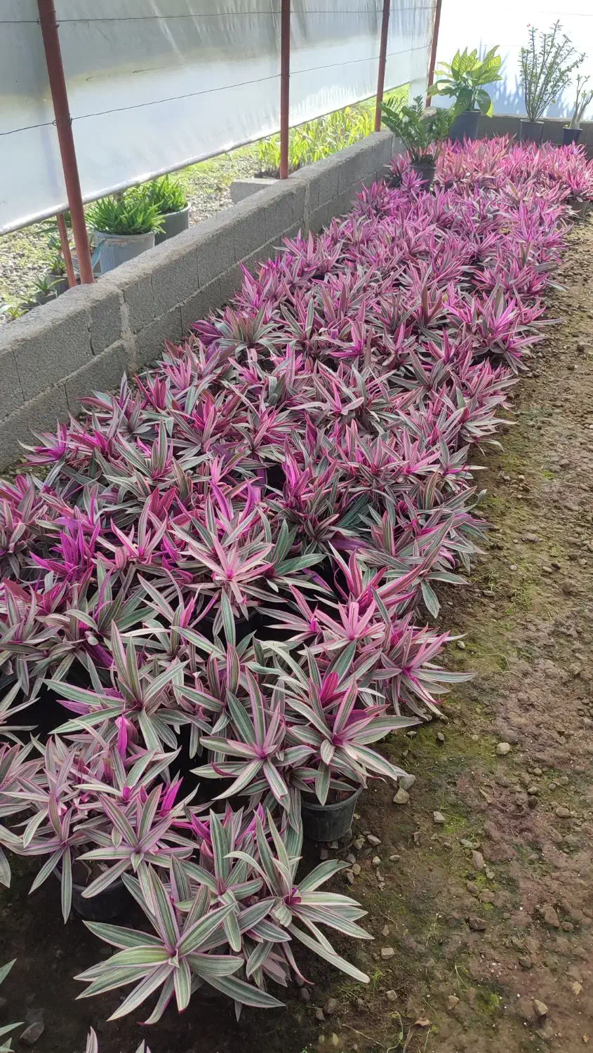 گل زیپلین|گل و گیاه طبیعی|رودسر, |دیوار