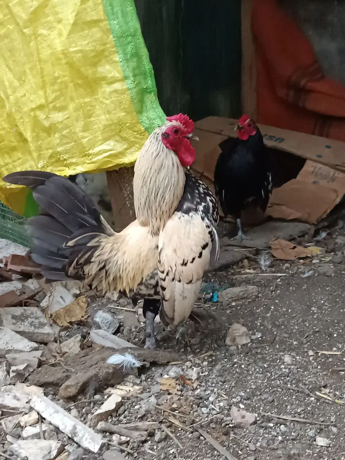 مرغ مینا توری|پرنده|آستارا, |دیوار