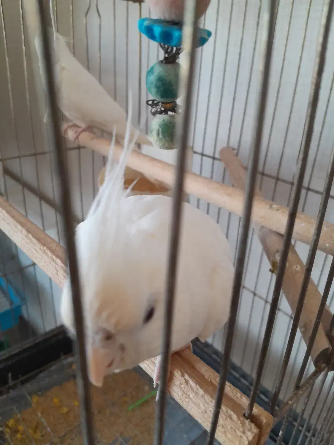 عروس هلندی البینو|پرنده|نوشهر, |دیوار