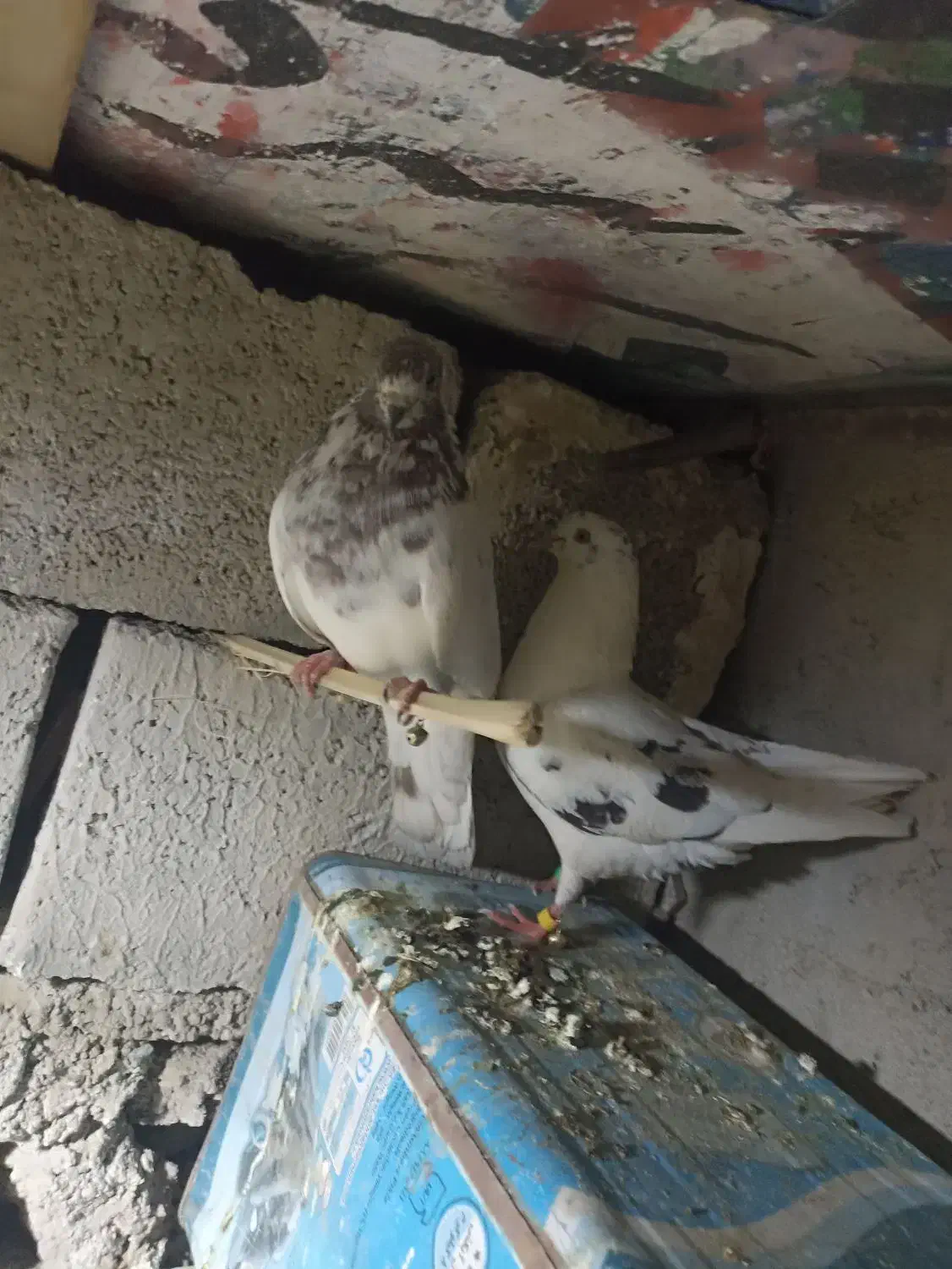 کبوتر|پرنده|ایرانشهر, |دیوار