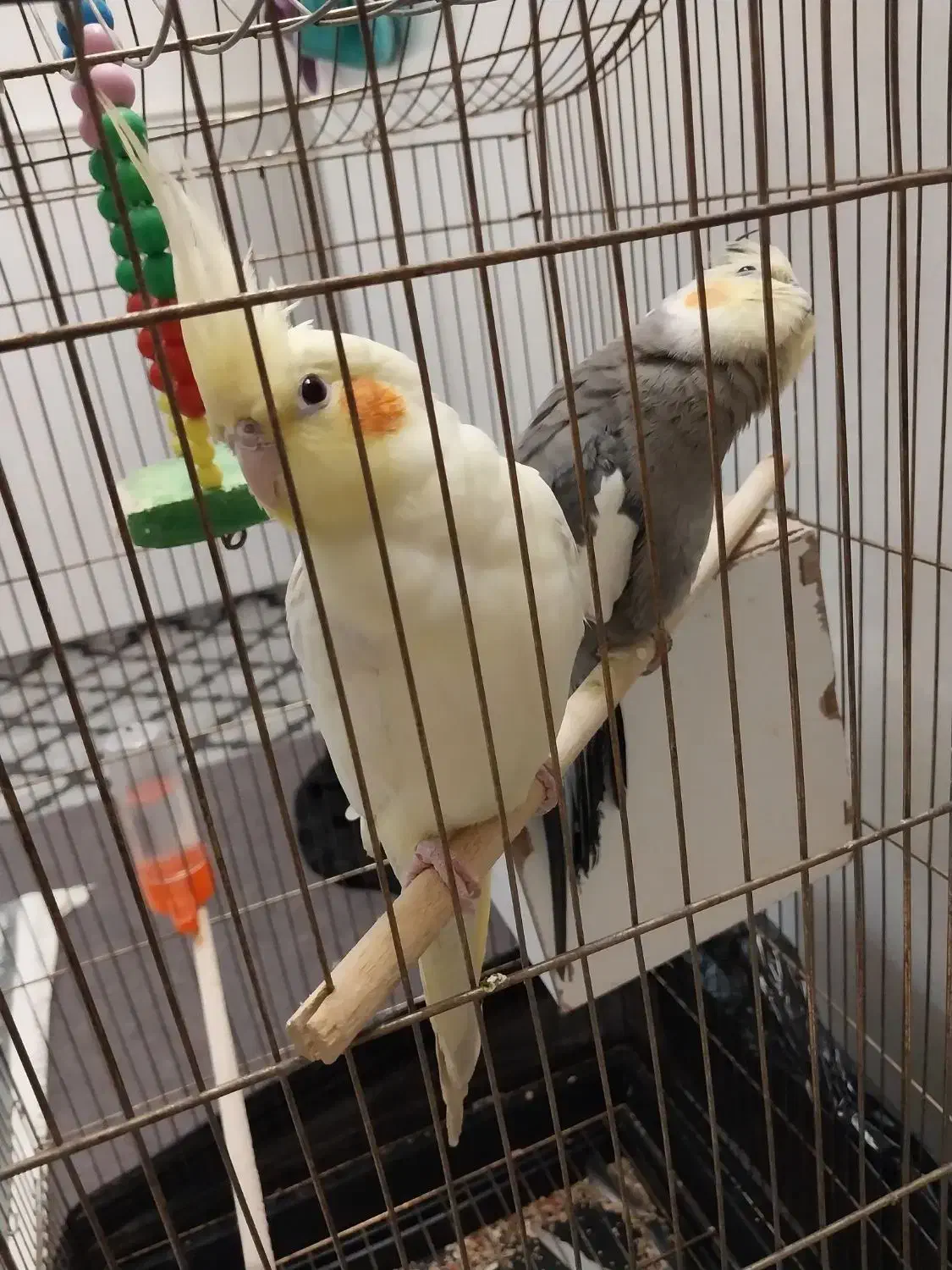 دوتا عروس هلندی بیگ سایز همراه قفس|پرنده|کهک, |دیوار