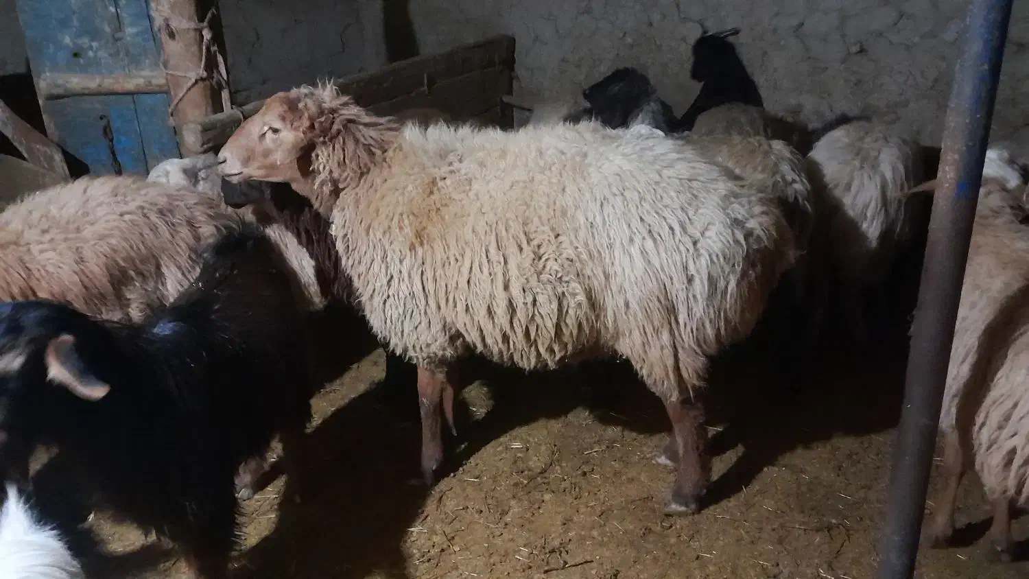 قوچ دو دندان|حیوانات مزرعه|راز وجرگلان, |دیوار