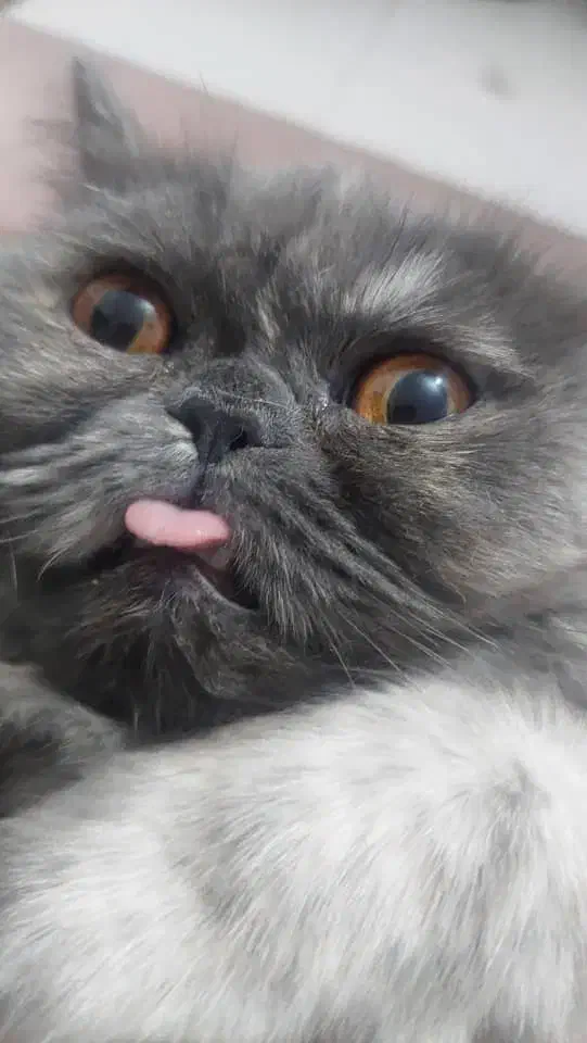 گربه بانژاذ|گربه|پلدختر, |دیوار