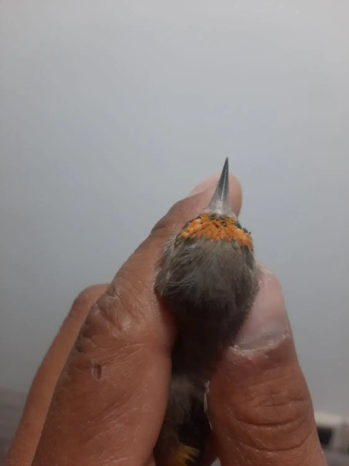 سهره سقا|پرنده|کرمان, |دیوار