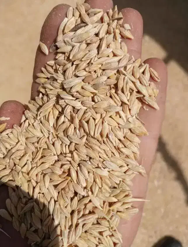 ذرت وارداتی و محلی|عمده‌فروشی|گناباد, |دیوار