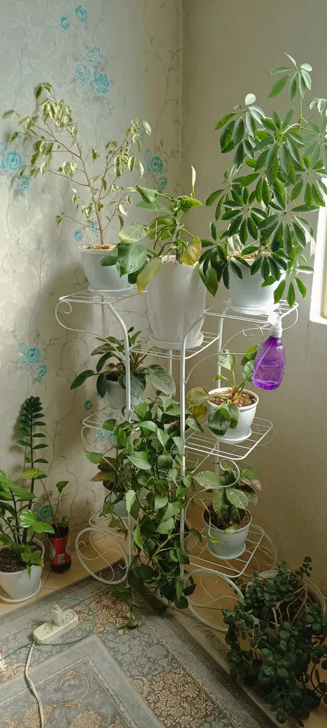 فروش گل و استند ۱۸ عدد گل با گلدان|گل و گیاه طبیعی|اسلامشهر, شهرک سعیدیه|دیوار