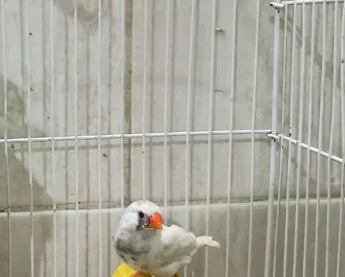 سه عد فنچ ماده|پرنده|بندرعباس, |دیوار