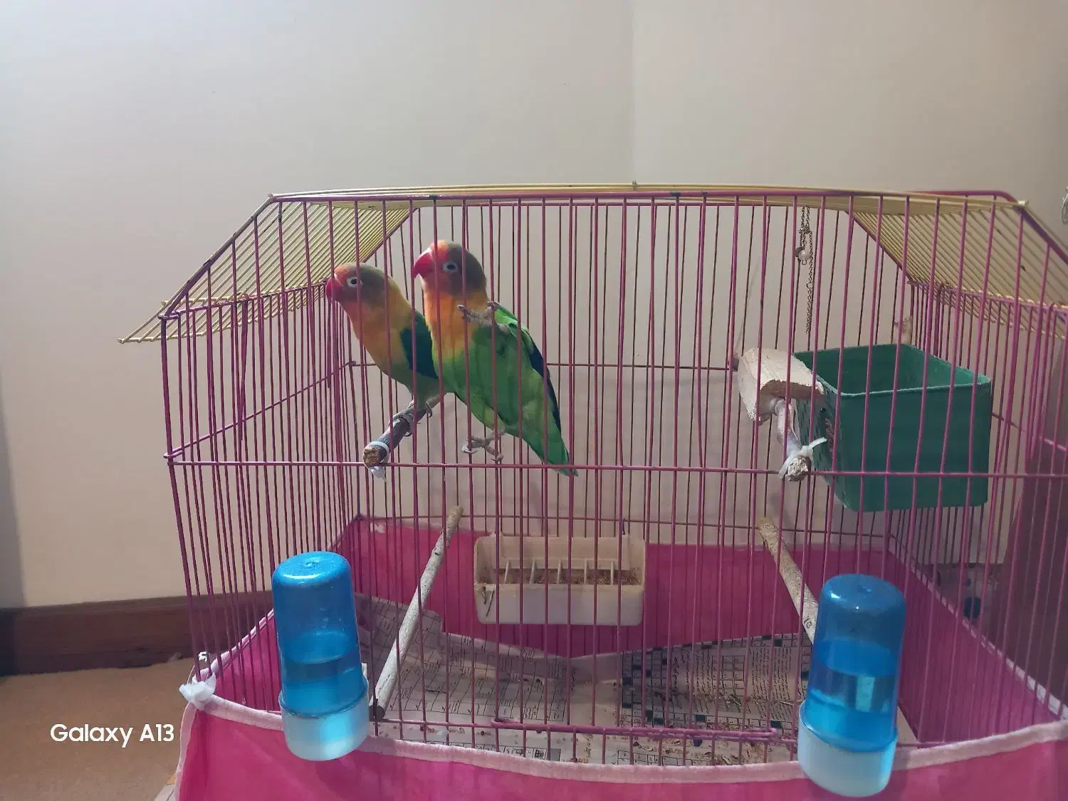 فروش یک جفت طوطی برزیلی|پرنده|کتالم و سادات شهر, |دیوار