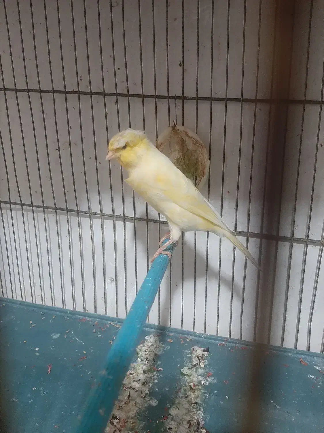 تعدادی قناری ماده|پرنده|ابهر, |دیوار