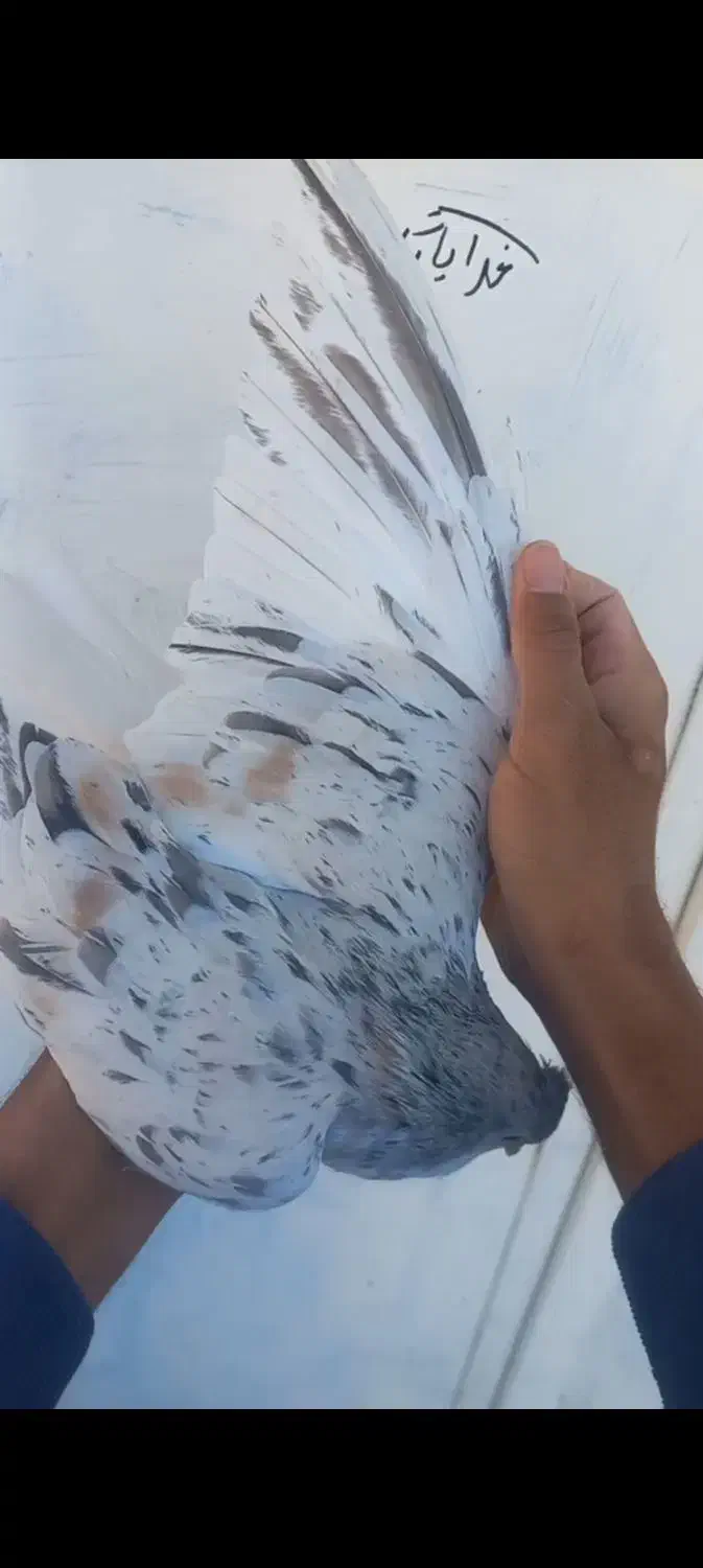 ساده هفرنگ گمشده|اشیا|مشهد, شهید بهشتی|دیوار