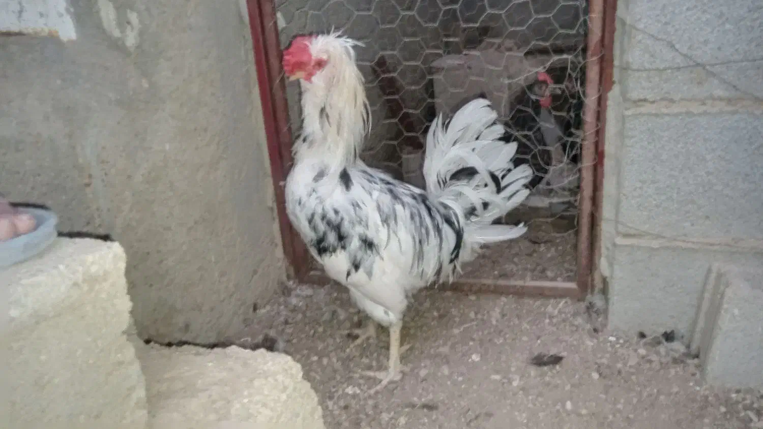 مرغ و خروس گلین چهل تاج|حیوانات مزرعه|کاکی, |دیوار