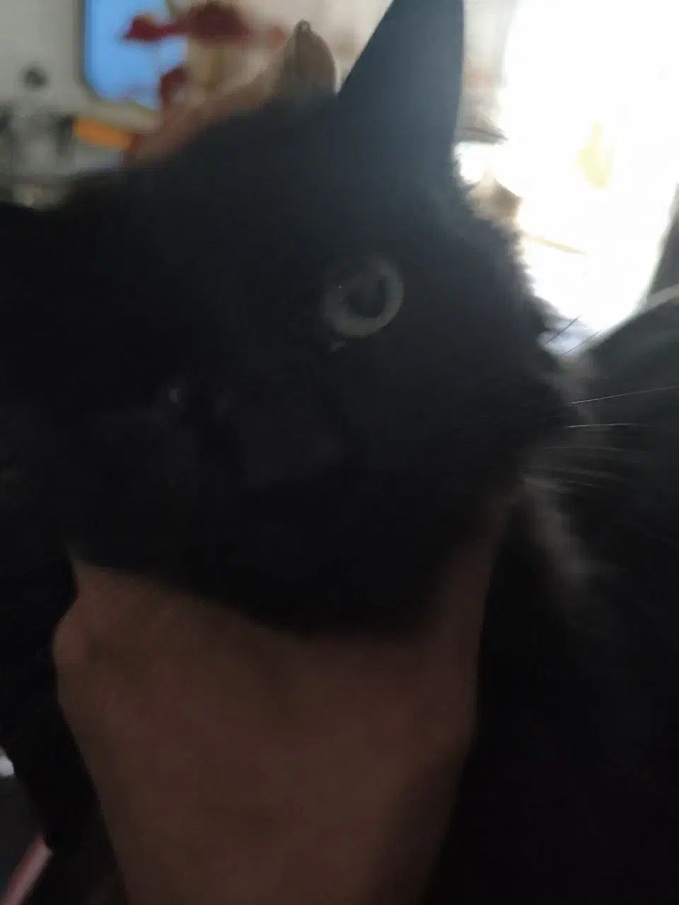 واگذاری کاملا رایگان گربه دوساله|گربه|مرند, |دیوار