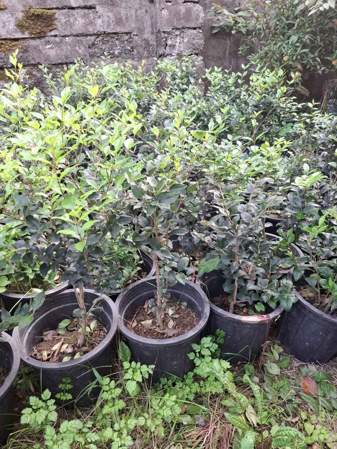 فروش گل و گیاه فوتونیا یاس شمشاد|گل و گیاه طبیعی|کلاچای, |دیوار