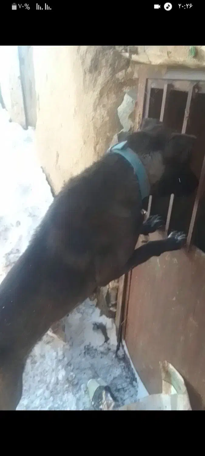 سگ ماده ۲ ساله|سگ|شادیان, |دیوار