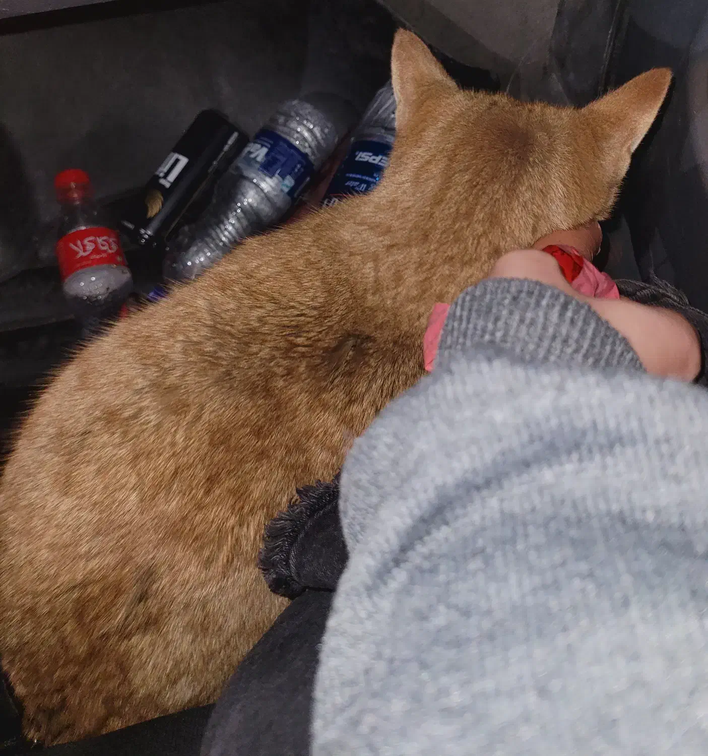 گربه دی اس اچ پیدا شده|حیوانات|تهران, حسینآباد|دیوار