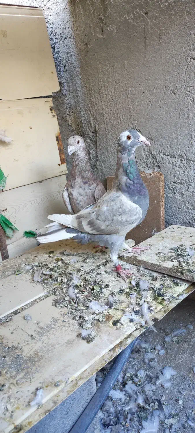 بورمگس|پرنده|نازیل, |دیوار