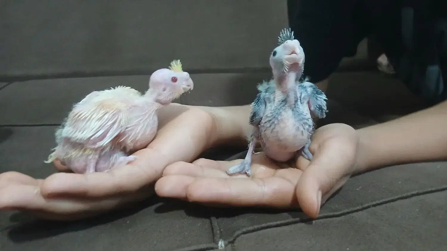 عروس هلندی|پرنده|فردیس, شهرک ۱۱۰|دیوار