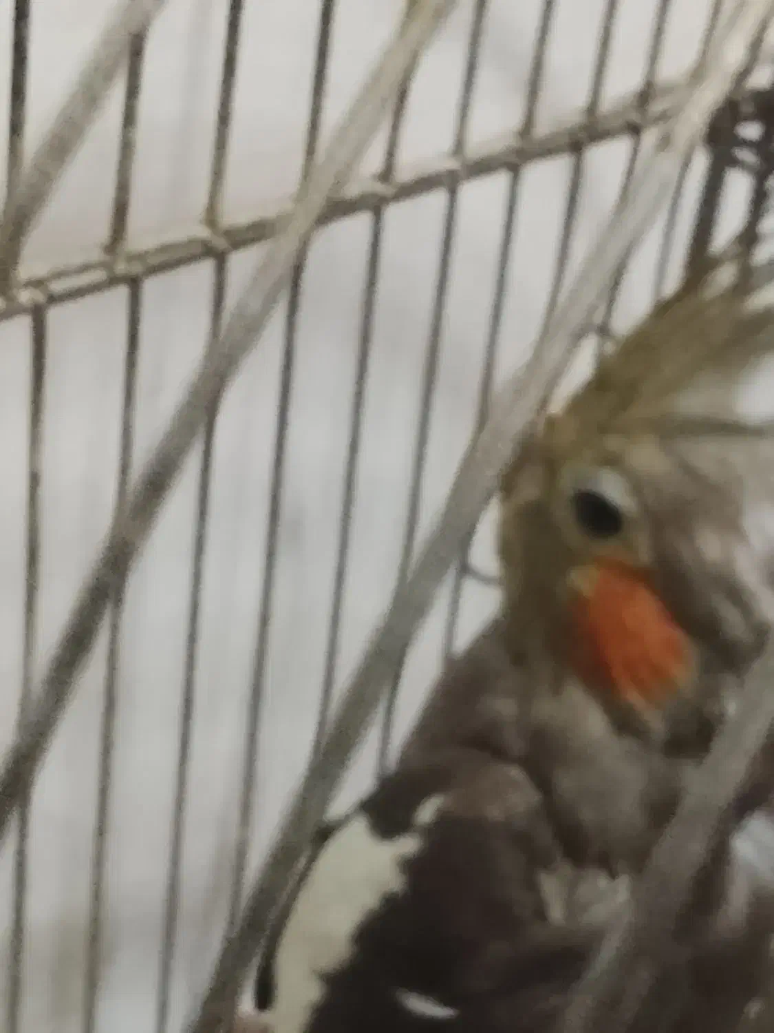 عروس هلندی ماده|پرنده|ری, شهید بهشتی|دیوار