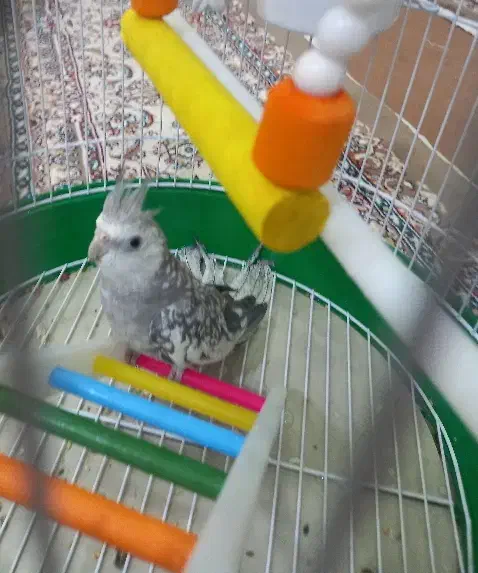 عروس هلندی|پرنده|بهار, |دیوار