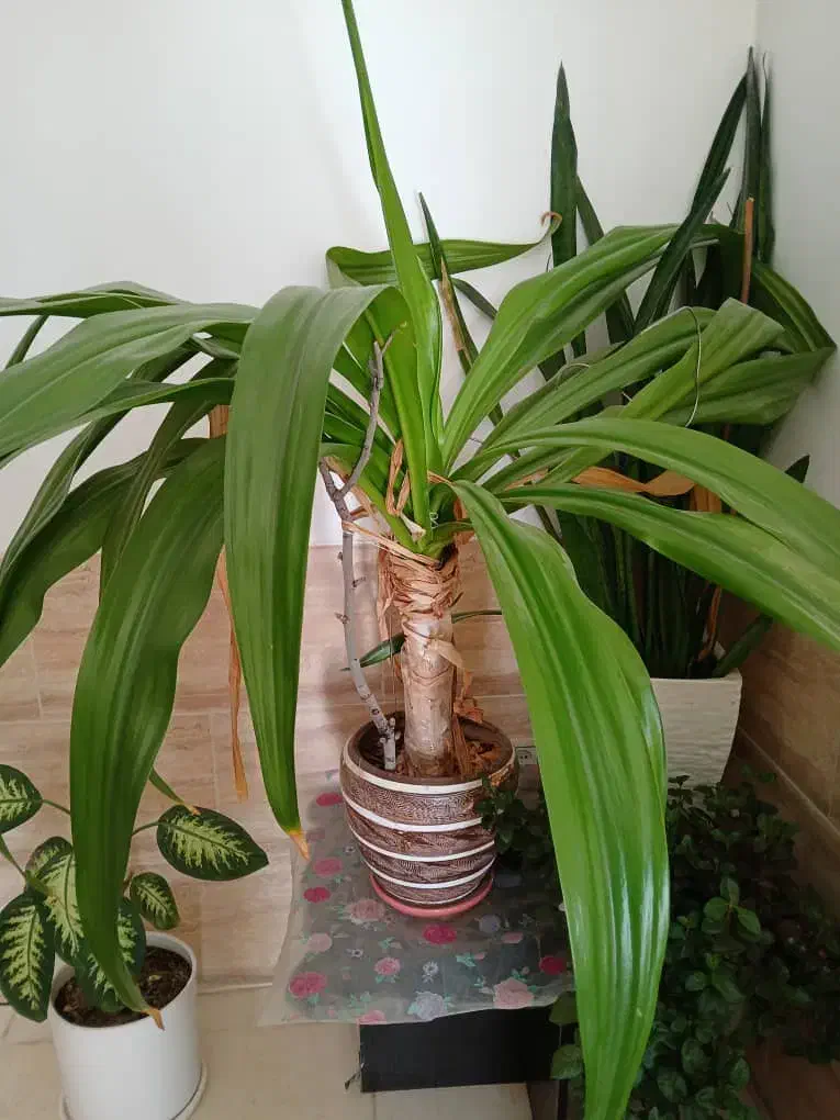 گل طبیعی|گل و گیاه طبیعی|صدرا-فارس, فاز ۲|دیوار