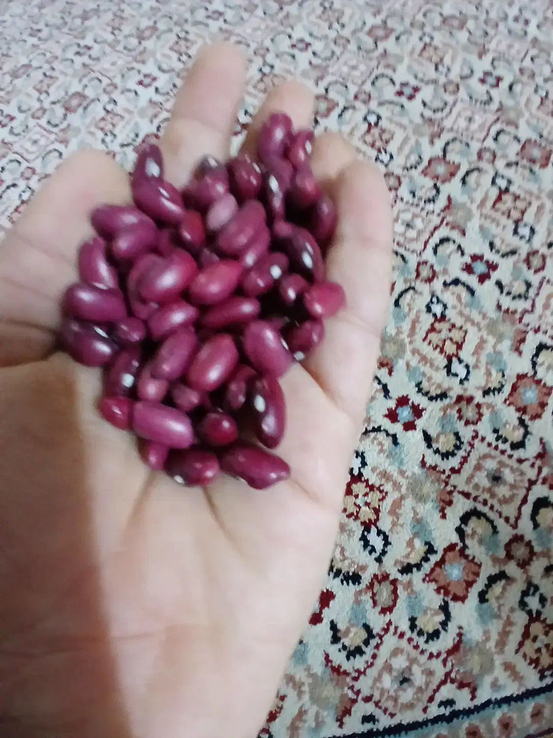 لوبیا قرمز امسالی|خوردنی و آشامیدنی|خان ببین, |دیوار